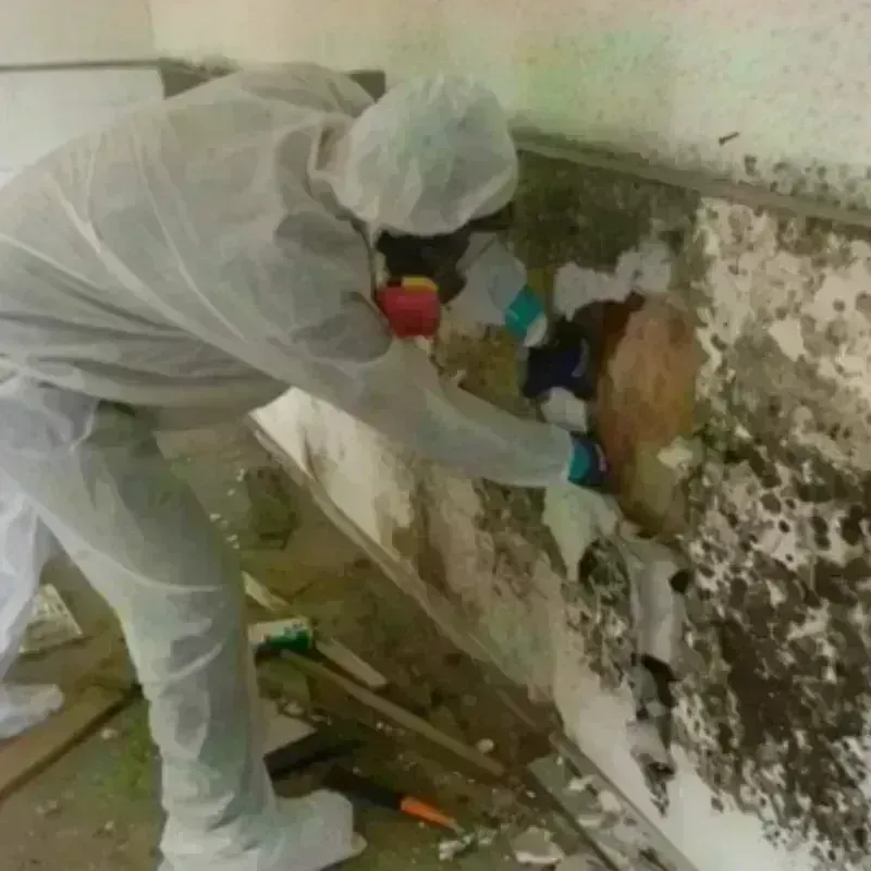 Mold Remediation and Removal in North Scituate, MA